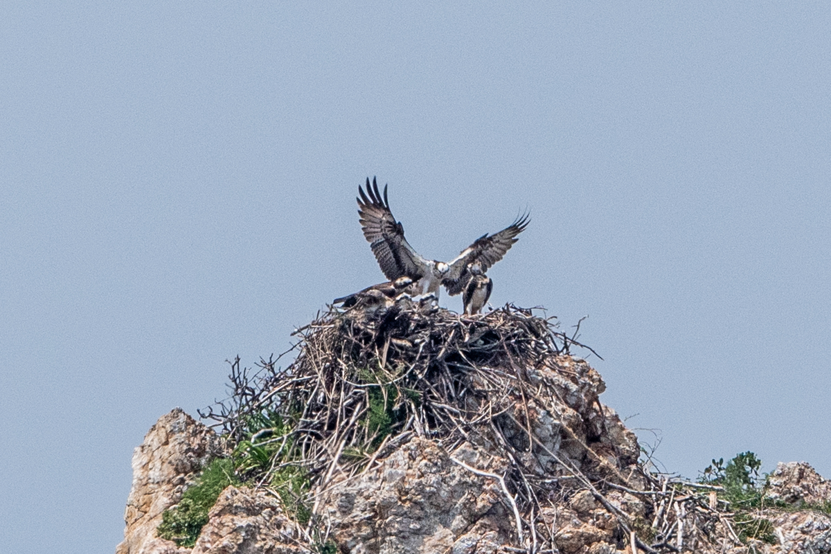 f:id:battorisassa:20200624194004j:plain