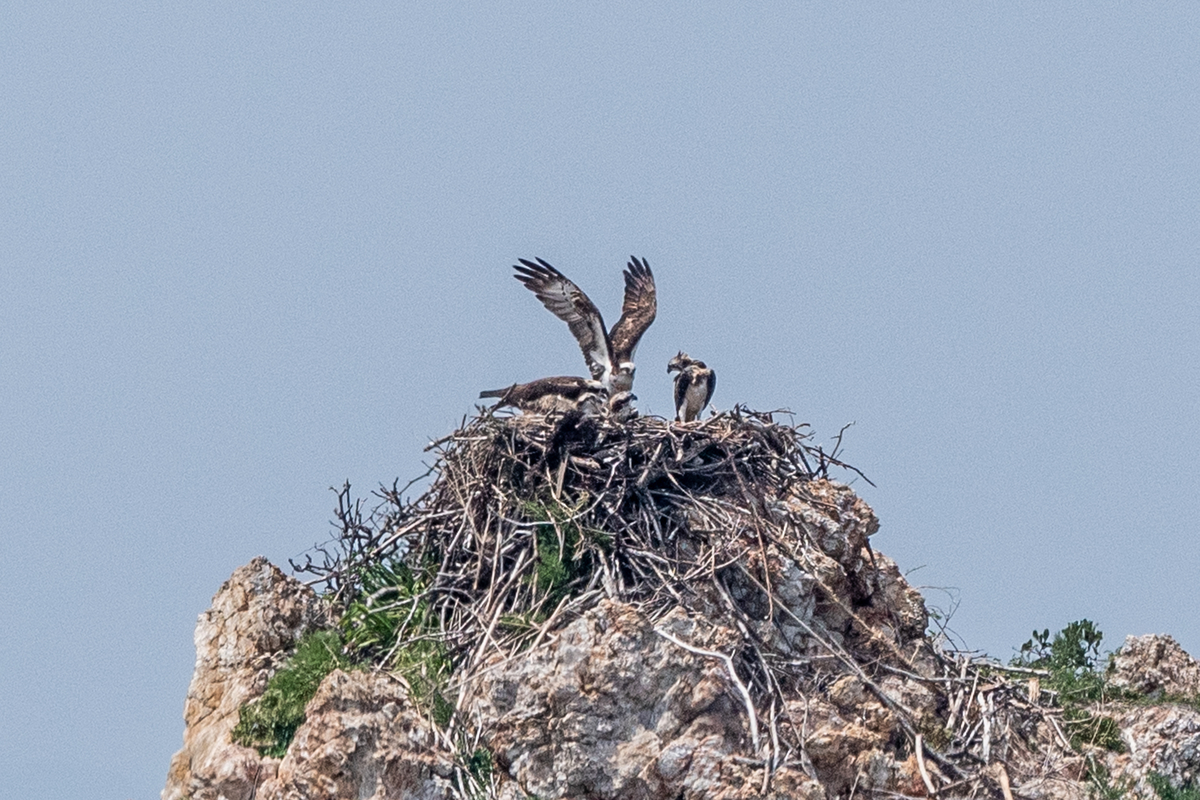 f:id:battorisassa:20200624194018j:plain