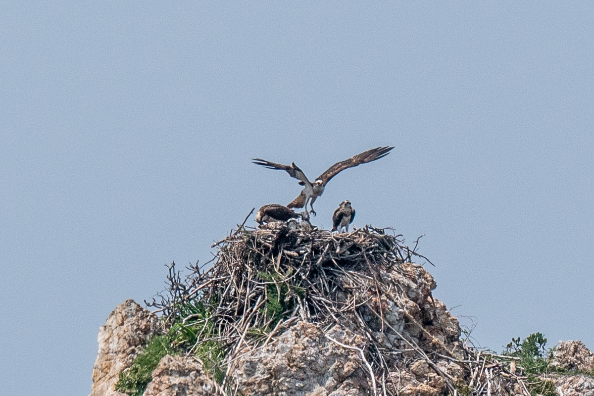 f:id:battorisassa:20200624194155j:plain