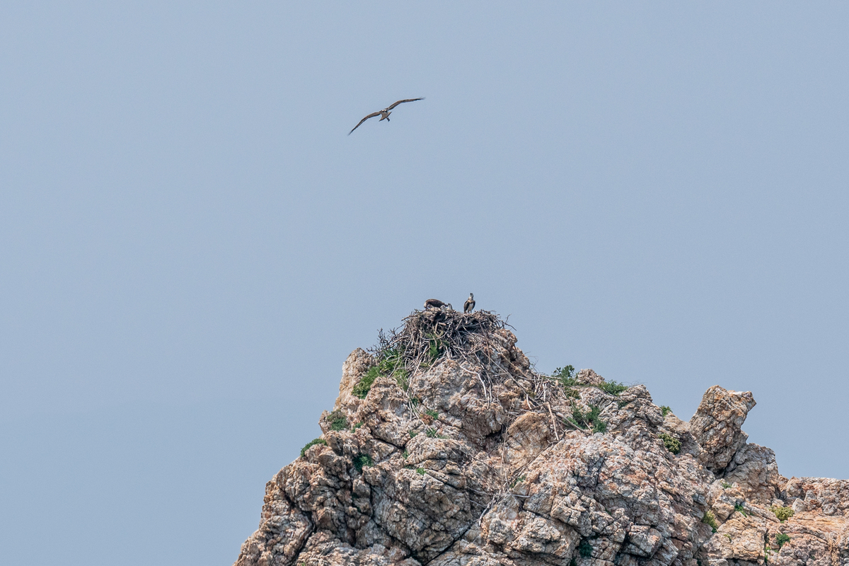 f:id:battorisassa:20200624194226j:plain