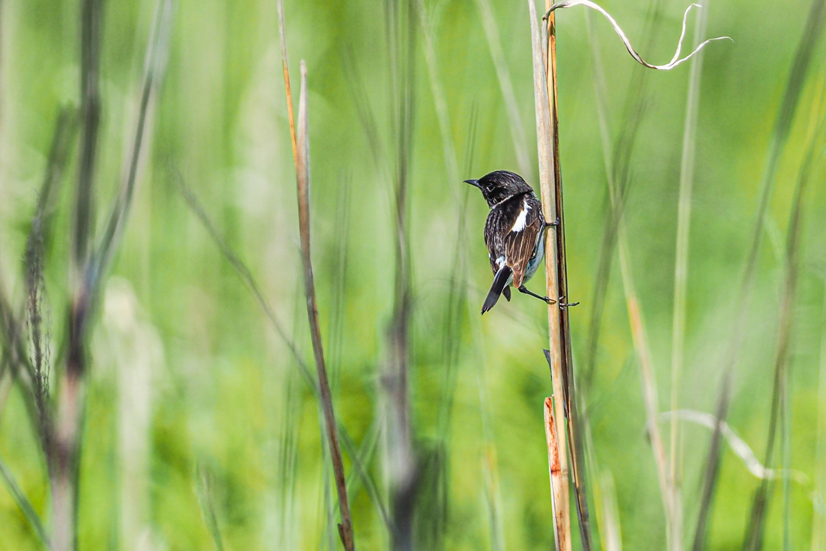 f:id:battorisassa:20200711144317j:plain