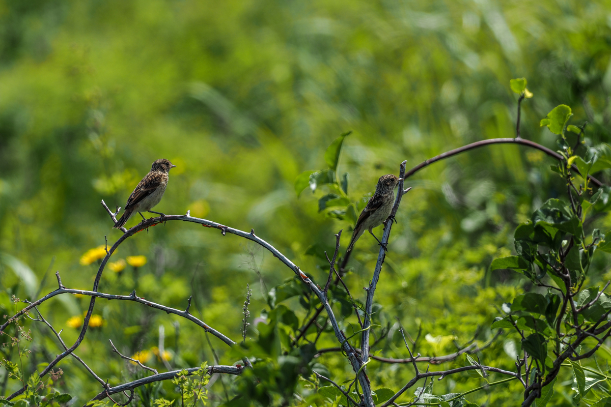 f:id:battorisassa:20200711144401j:plain