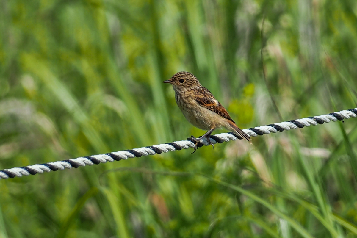 f:id:battorisassa:20200711144419j:plain