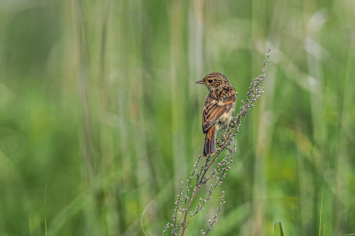 f:id:battorisassa:20200711144452j:plain