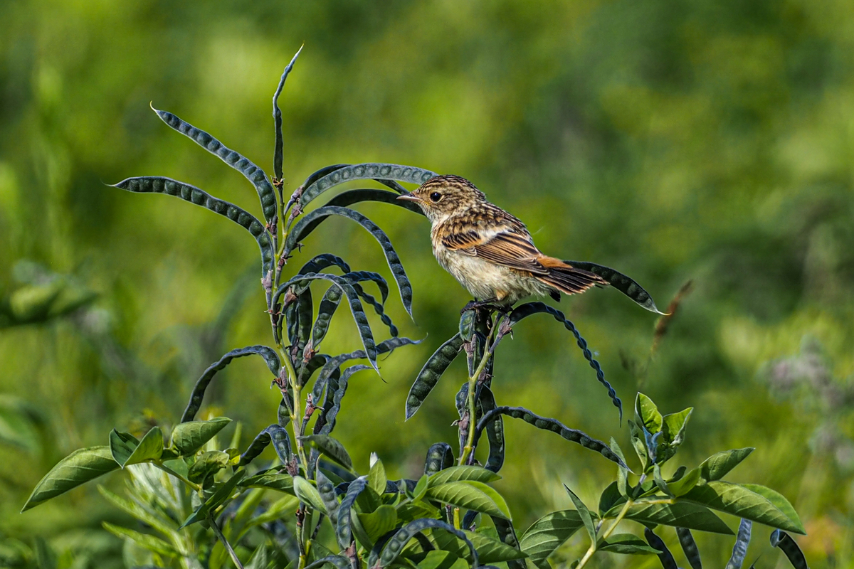 f:id:battorisassa:20200711144507j:plain