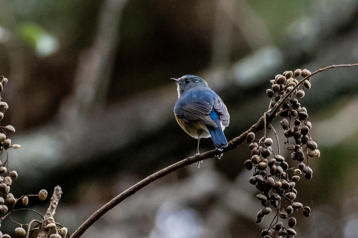 f:id:battorisassa:20201201200102j:plain