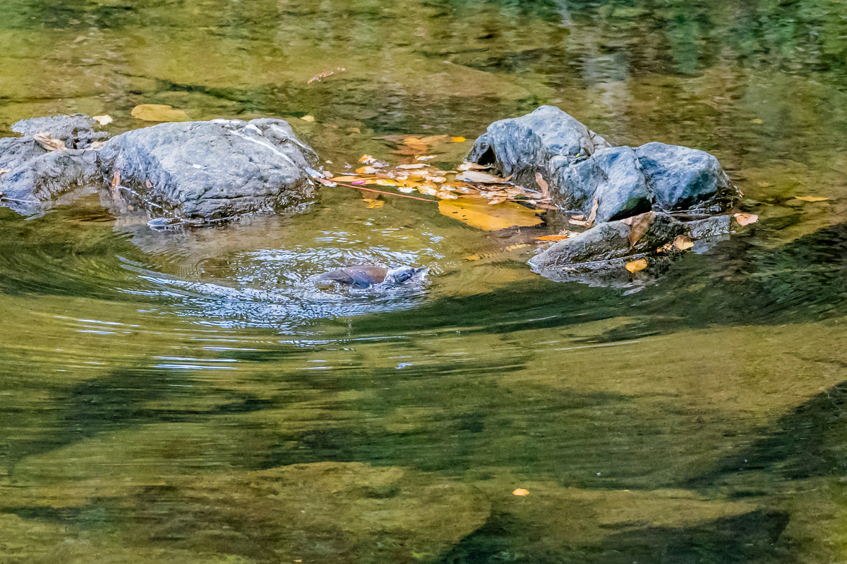 f:id:battorisassa:20201202102508j:plain