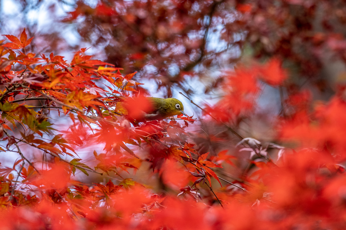 f:id:battorisassa:20201203184820j:plain
