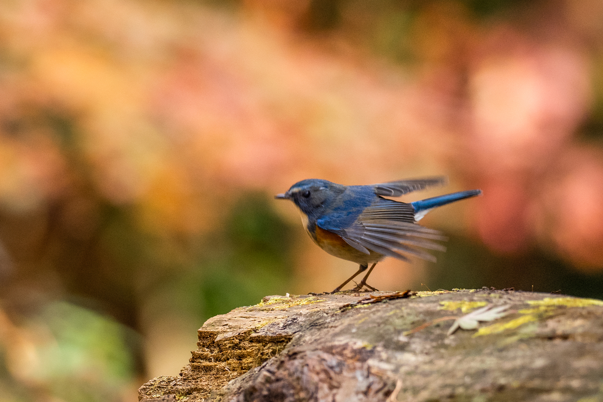 f:id:battorisassa:20201203185013j:plain