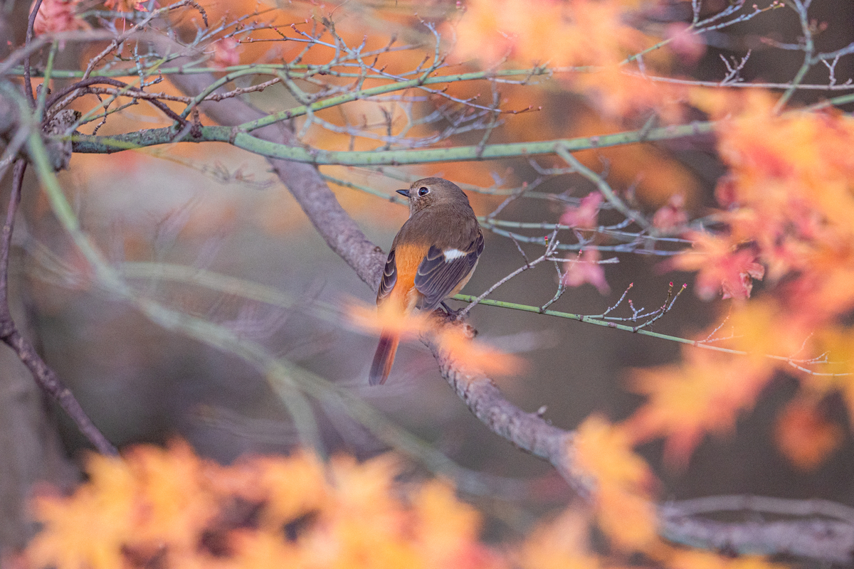 f:id:battorisassa:20201210202730j:plain