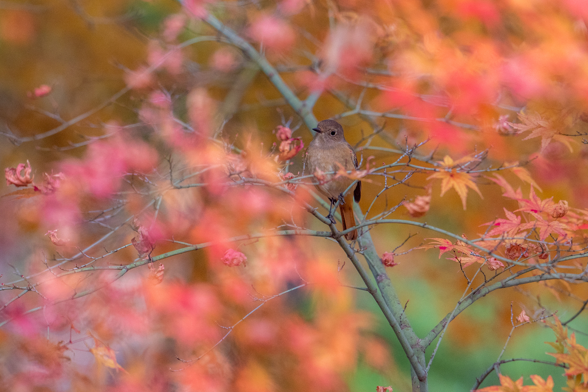 f:id:battorisassa:20201210202746j:plain