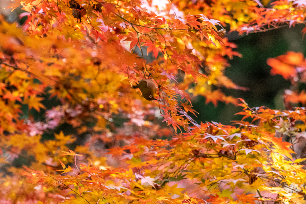 f:id:battorisassa:20201210203155j:plain