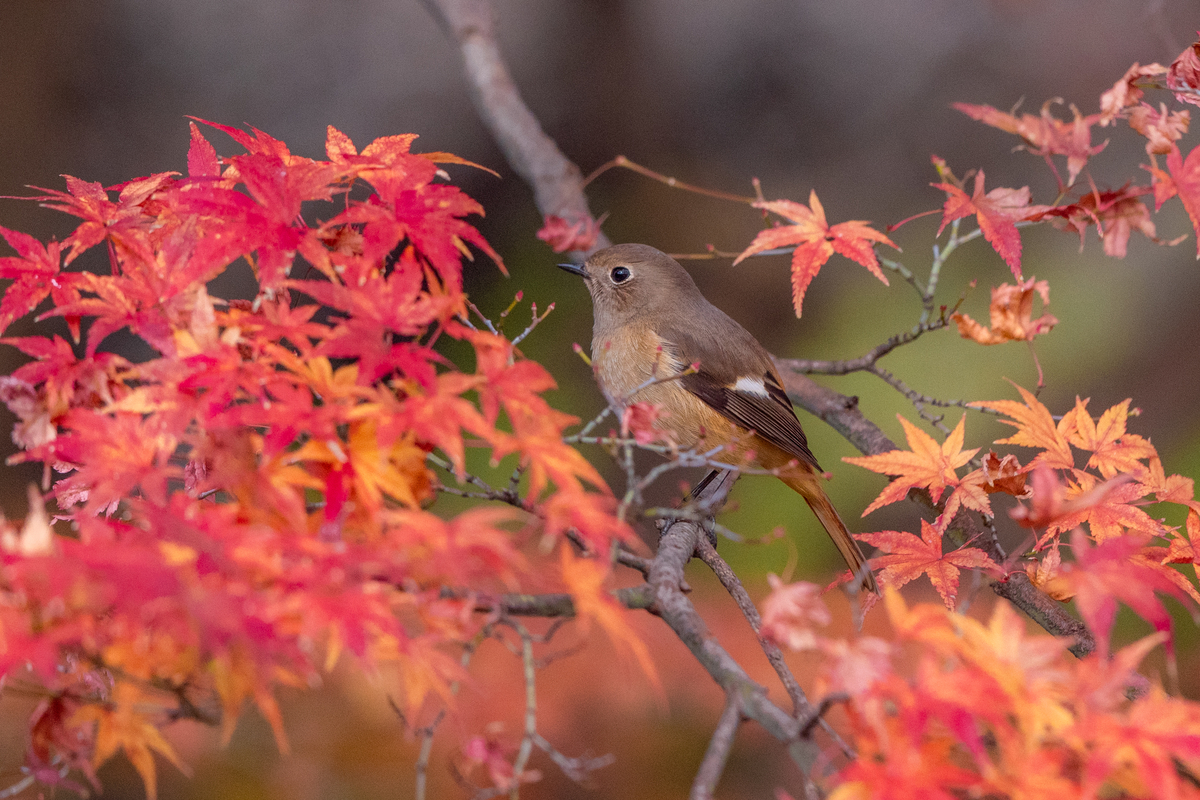 f:id:battorisassa:20201211075440j:plain