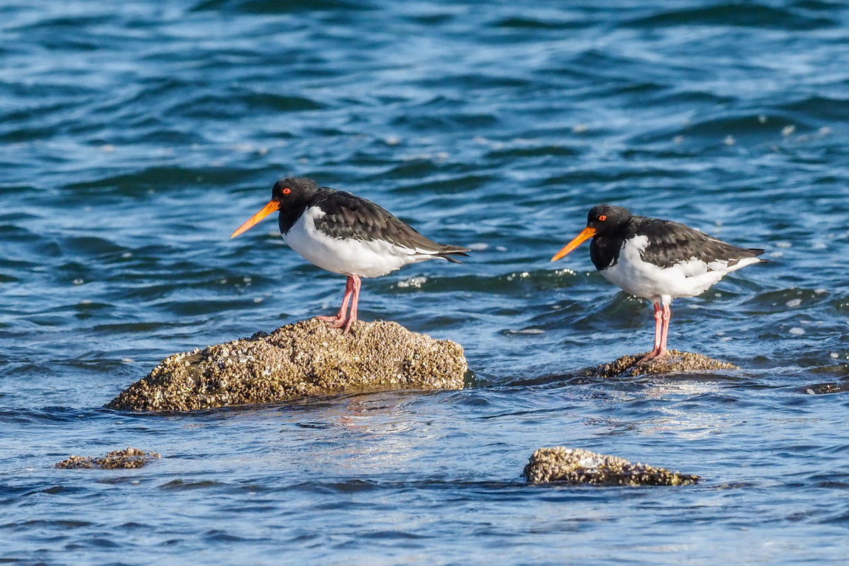 f:id:battorisassa:20201218222014j:plain