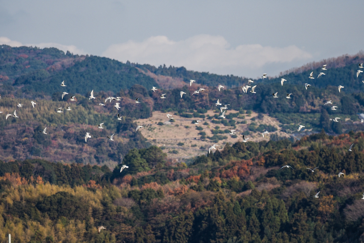 f:id:battorisassa:20201219161119j:plain