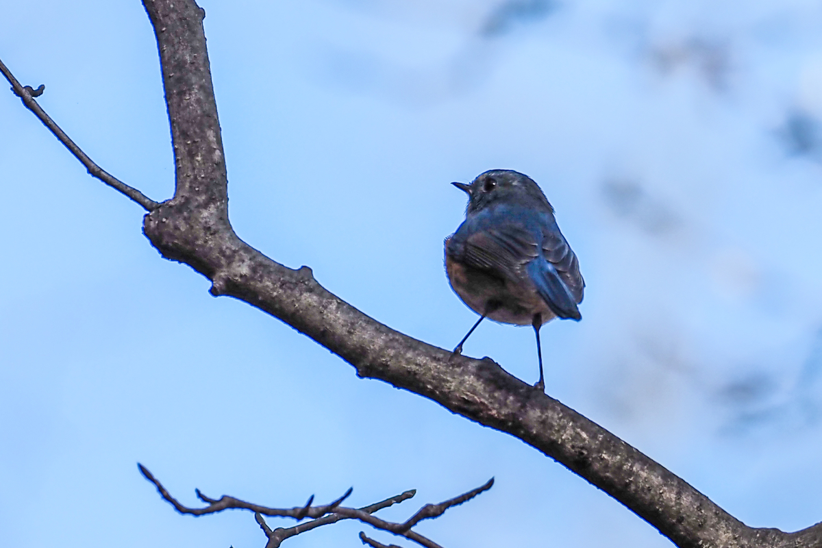 f:id:battorisassa:20201219234351j:plain