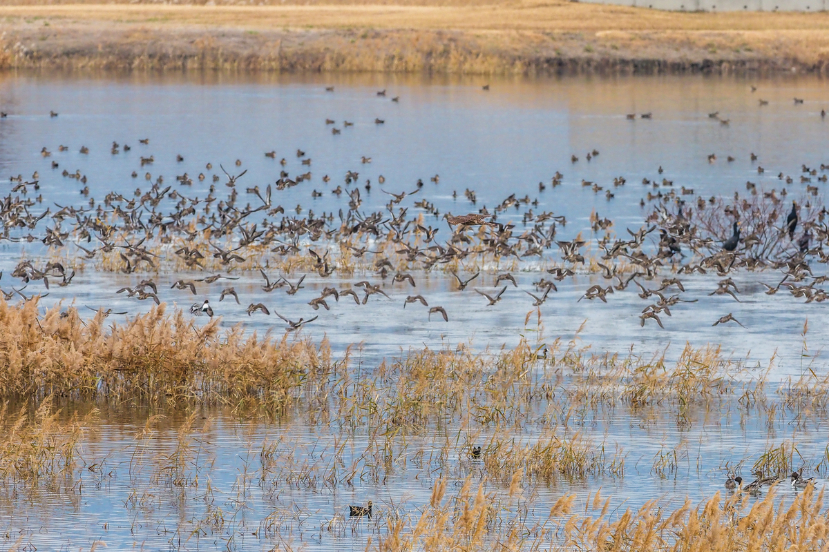 f:id:battorisassa:20201224155002j:plain