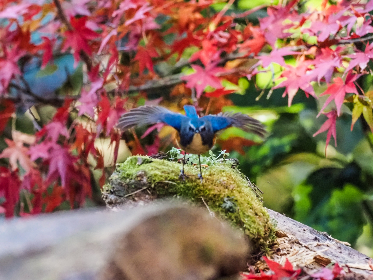 f:id:battorisassa:20201230220607j:plain