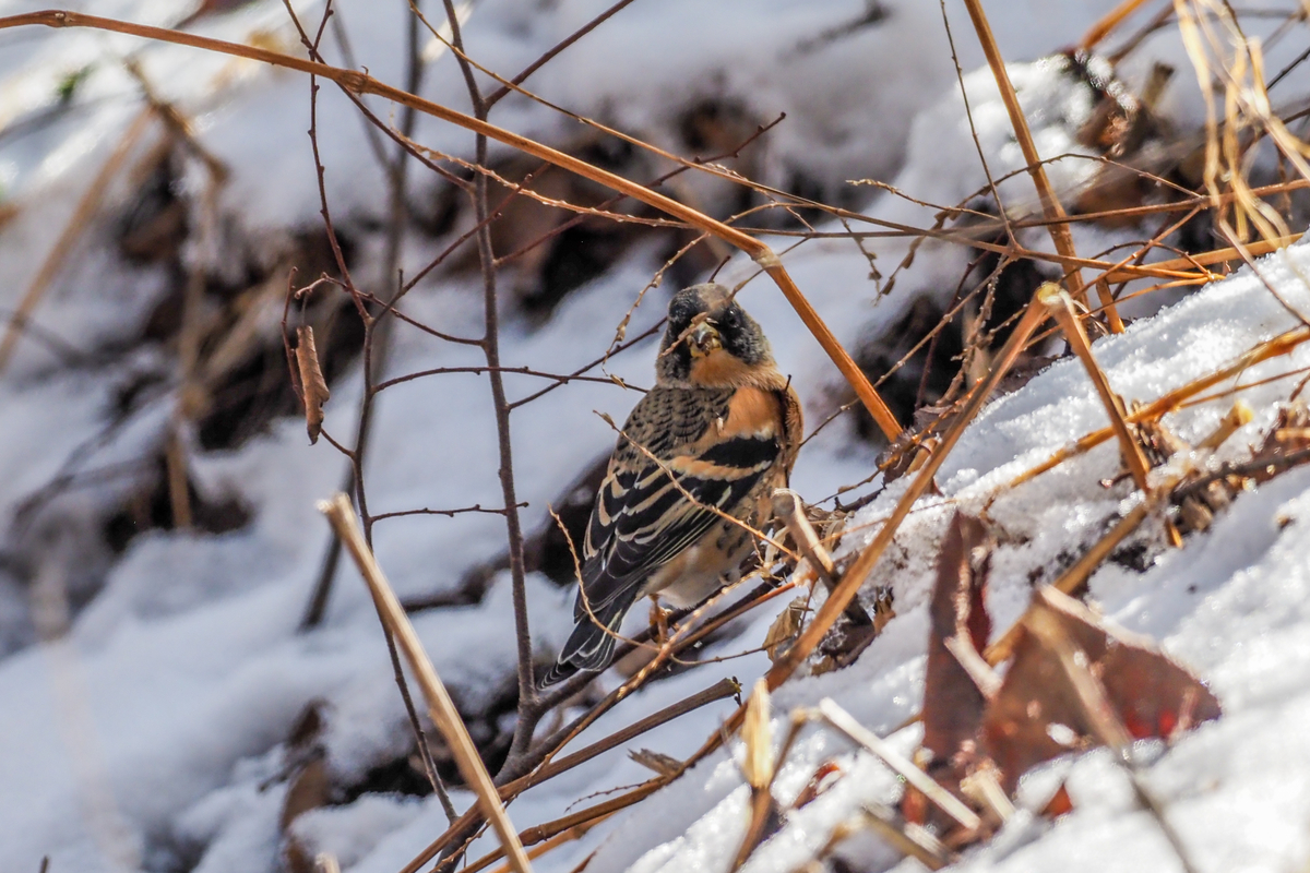 f:id:battorisassa:20210104231112j:plain