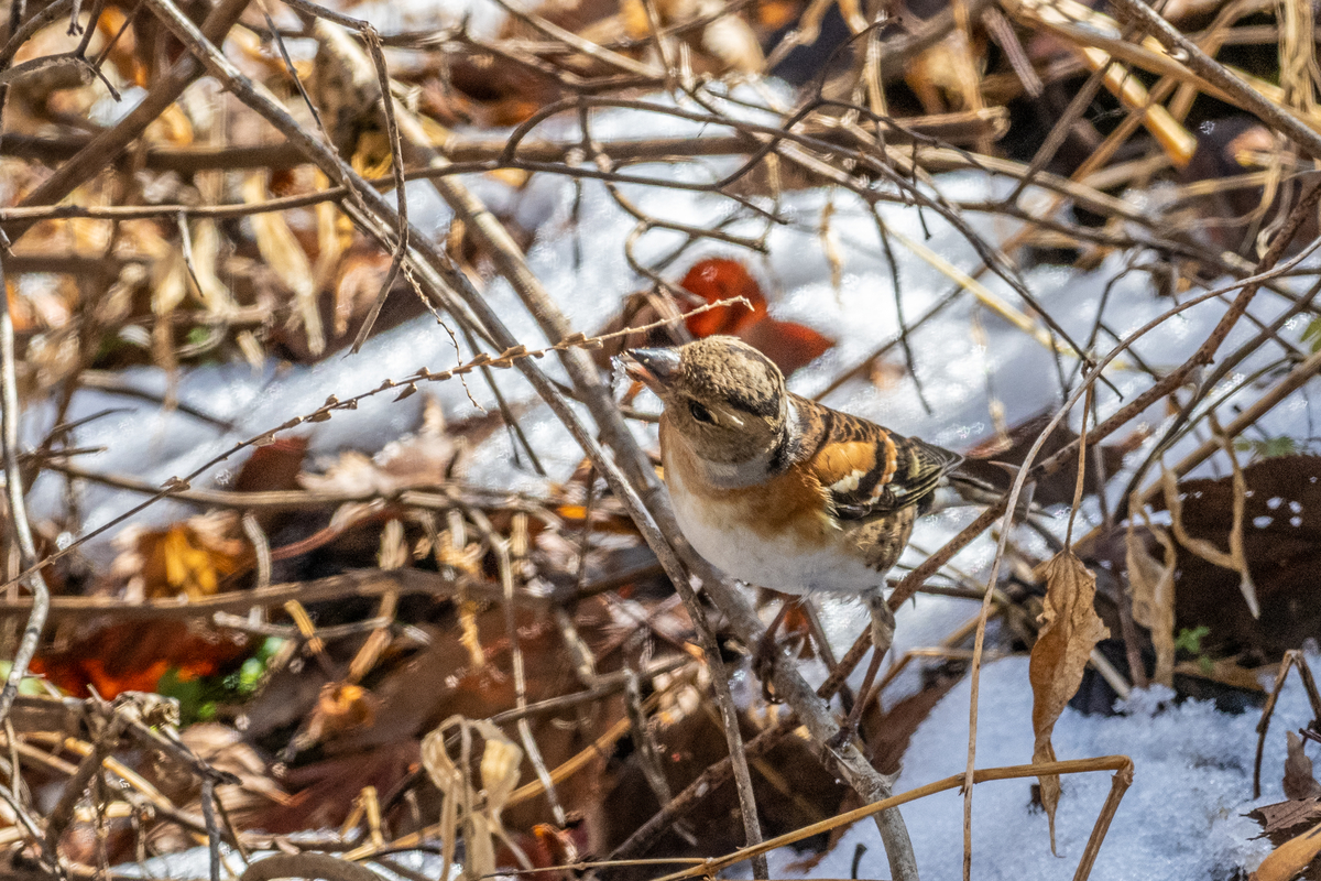 f:id:battorisassa:20210104231128j:plain