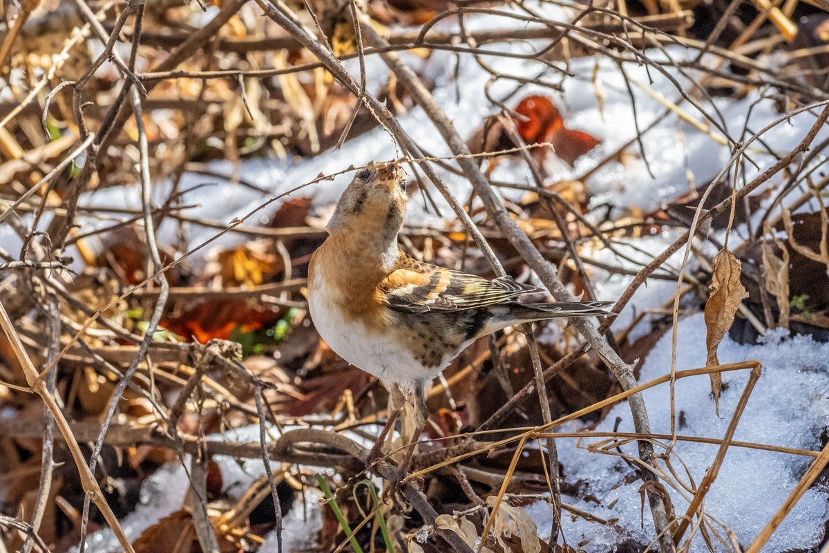 f:id:battorisassa:20210104231146j:plain