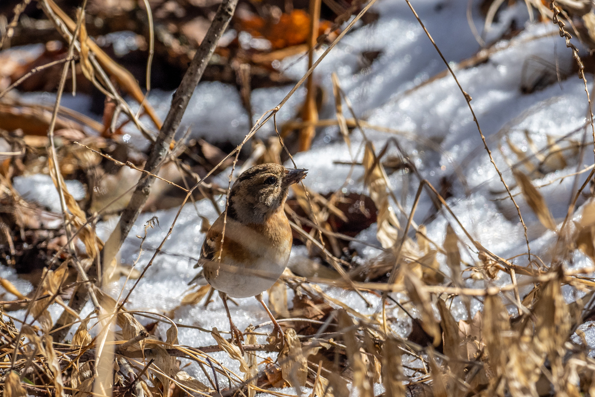 f:id:battorisassa:20210104231201j:plain