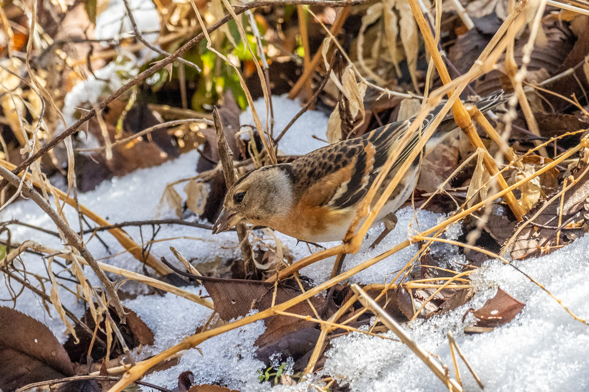 f:id:battorisassa:20210104231216j:plain