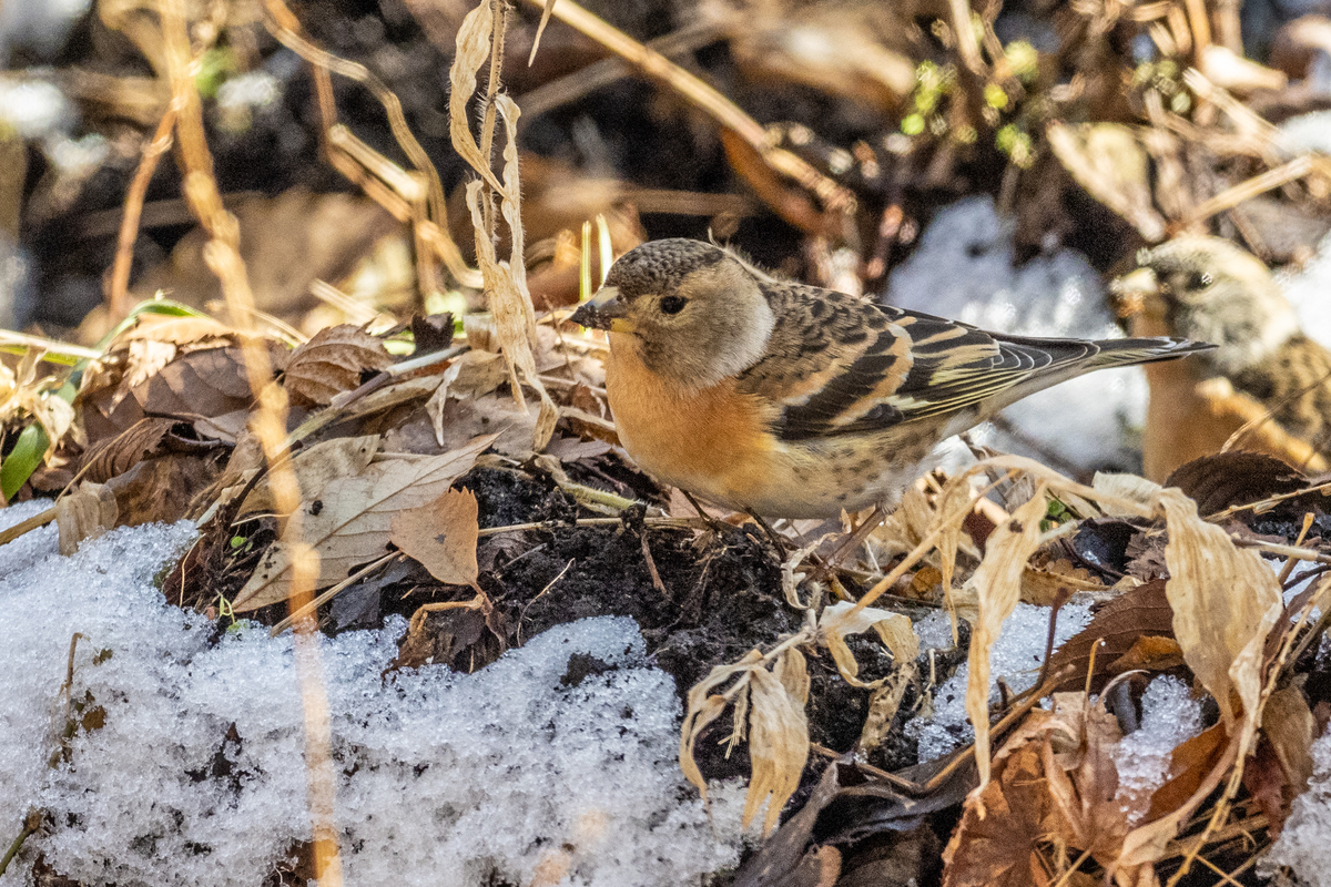 f:id:battorisassa:20210104231231j:plain