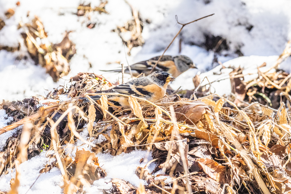 f:id:battorisassa:20210104231249j:plain