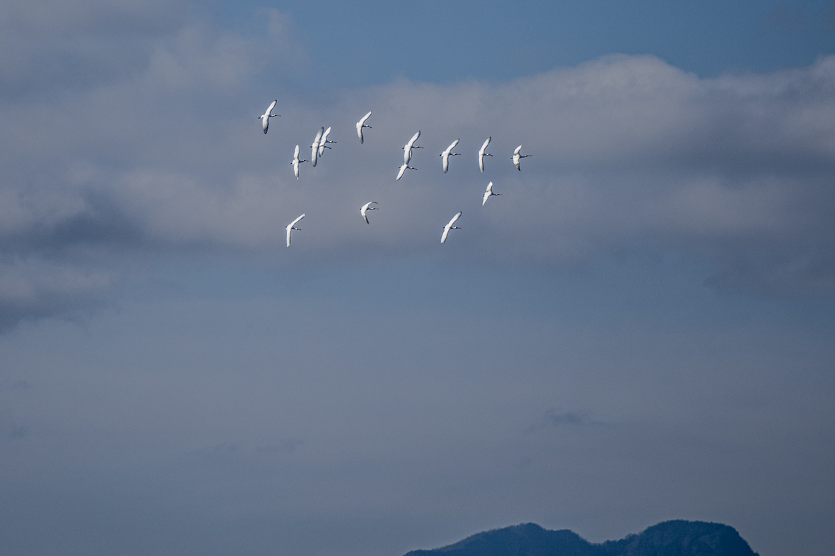 f:id:battorisassa:20210125203033j:plain