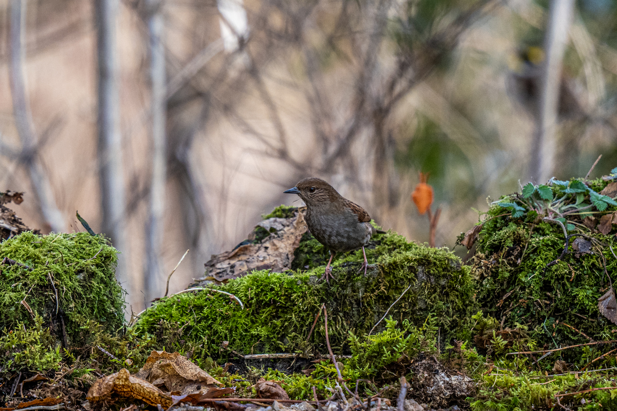 f:id:battorisassa:20210127213632j:plain