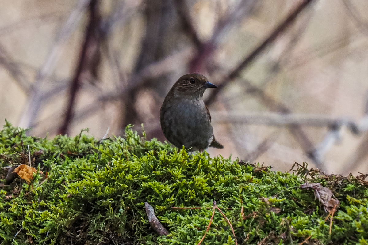 f:id:battorisassa:20210127213715j:plain