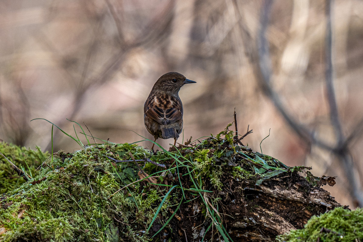 f:id:battorisassa:20210127213809j:plain