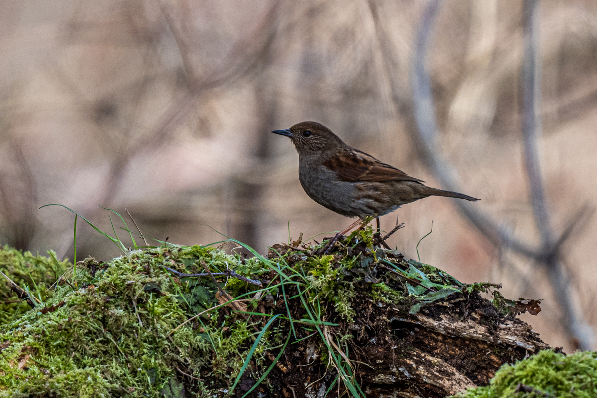 f:id:battorisassa:20210127213832j:plain