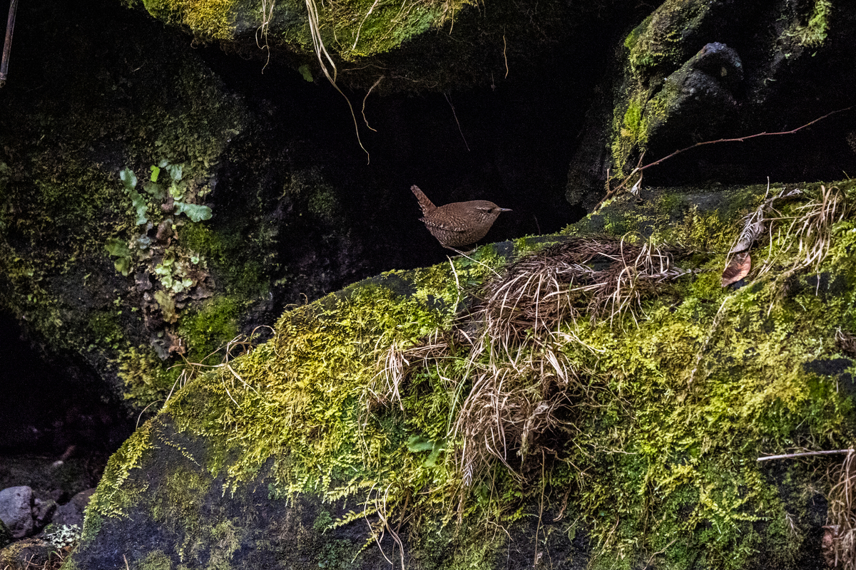 f:id:battorisassa:20210208181001j:plain