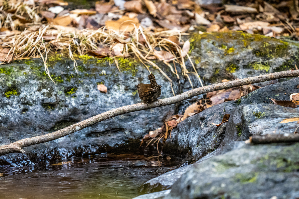 f:id:battorisassa:20210208181024j:plain