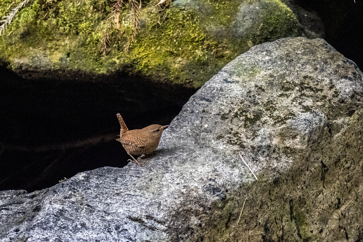 f:id:battorisassa:20210208181046j:plain