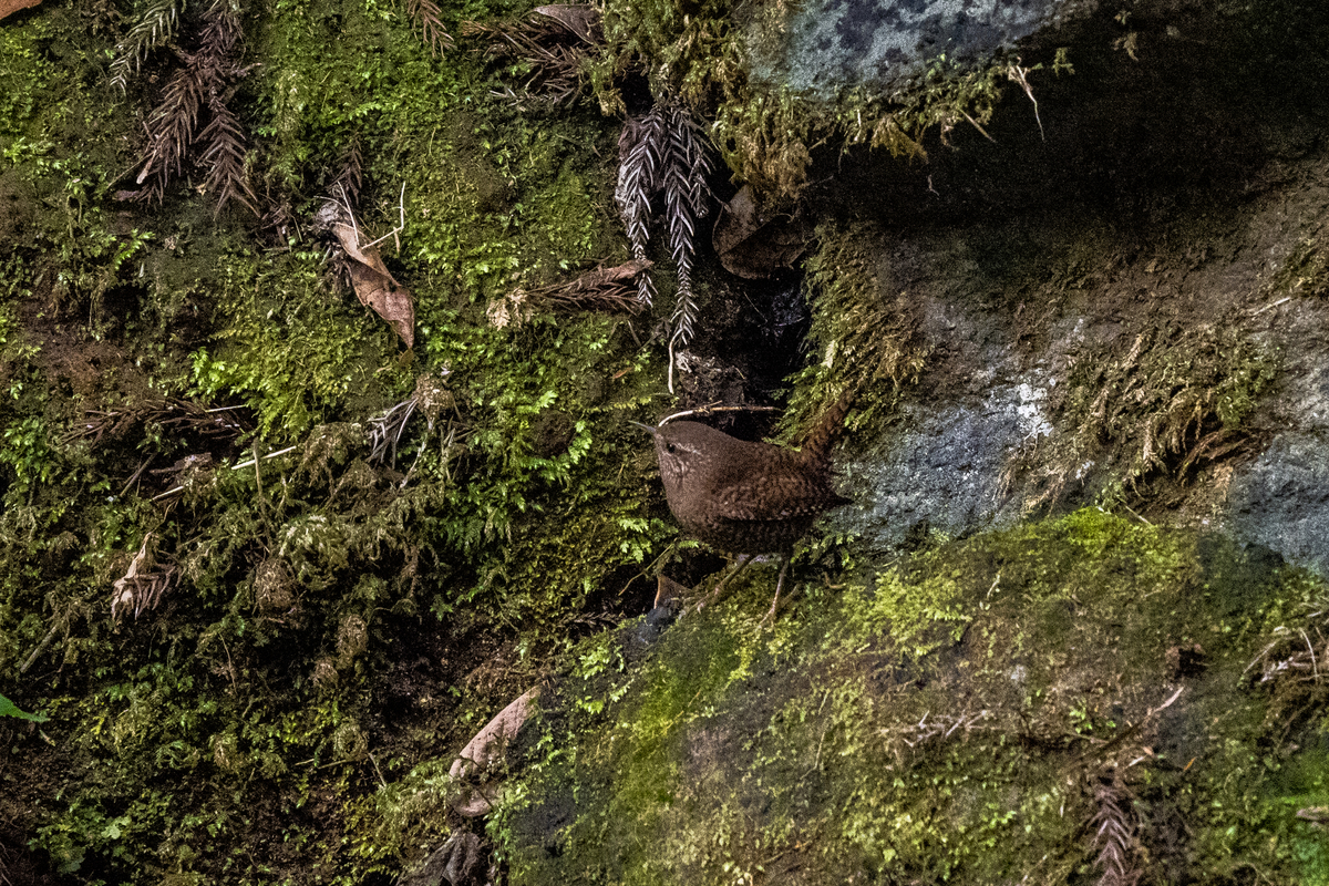 f:id:battorisassa:20210208181114j:plain