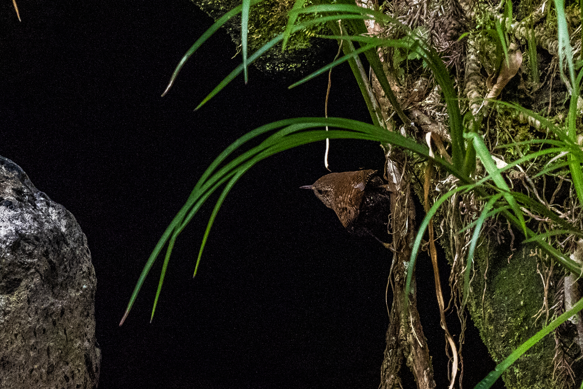 f:id:battorisassa:20210208181133j:plain