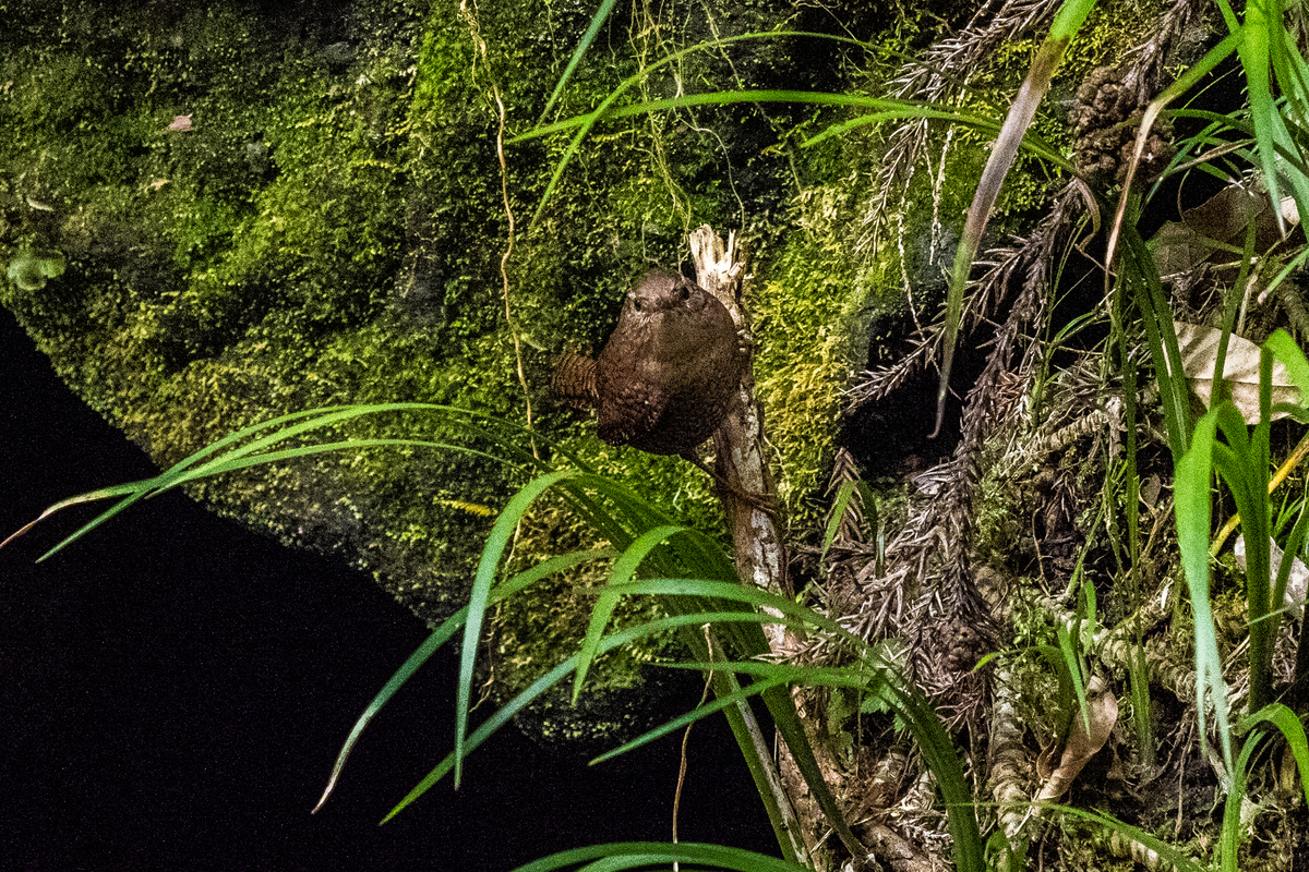 f:id:battorisassa:20210208181153j:plain