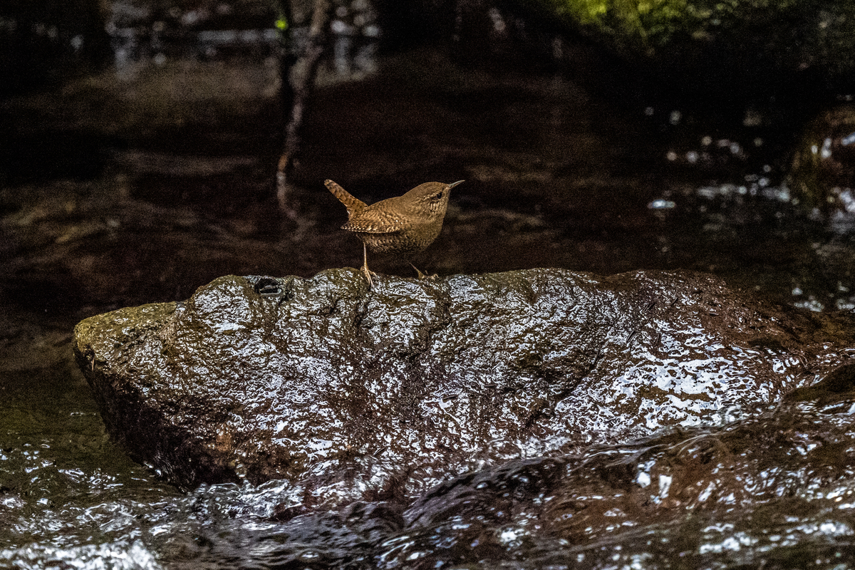 f:id:battorisassa:20210208181211j:plain