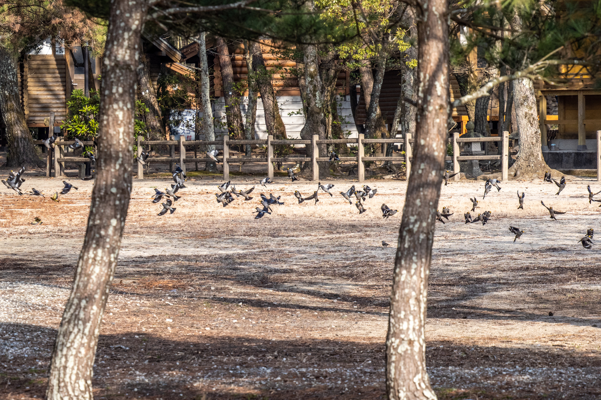 f:id:battorisassa:20210209174110j:plain