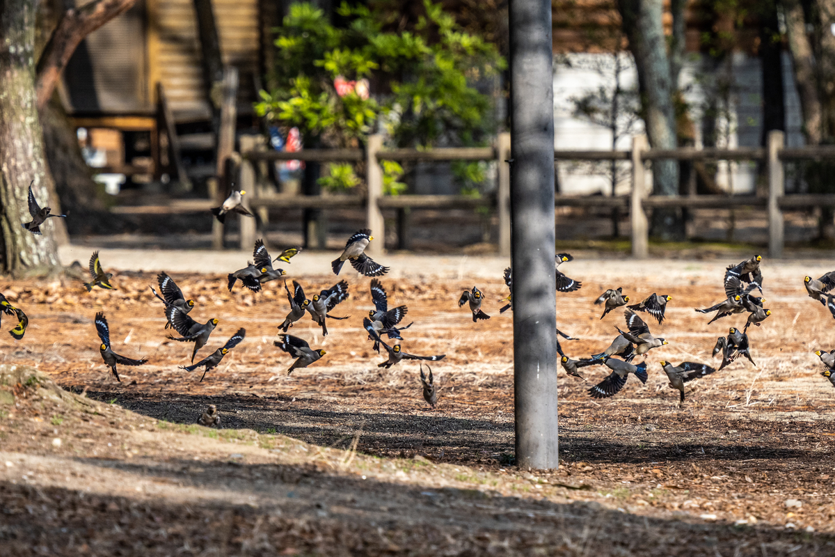 f:id:battorisassa:20210209174130j:plain