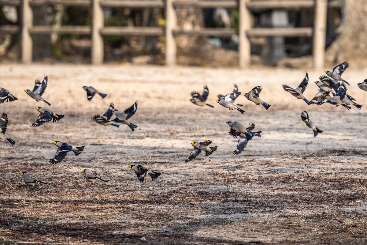 f:id:battorisassa:20210209174225j:plain