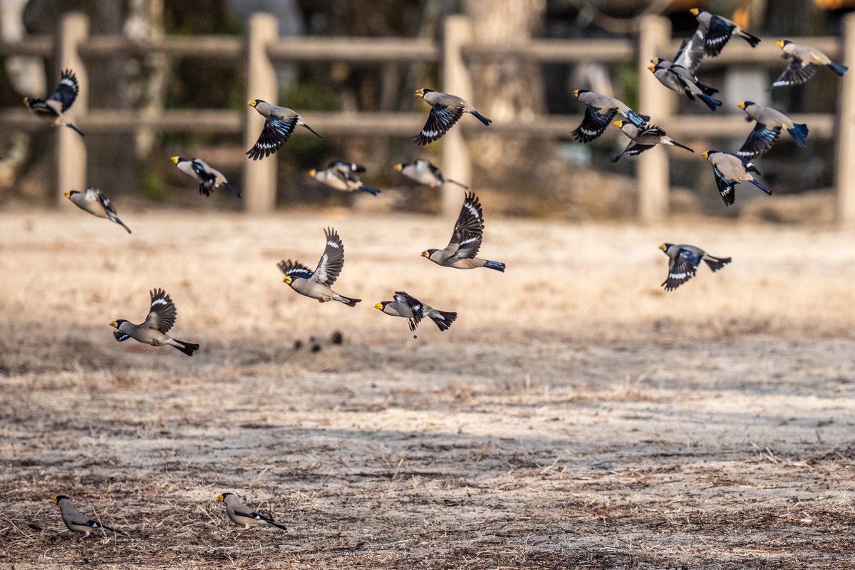 f:id:battorisassa:20210209174241j:plain