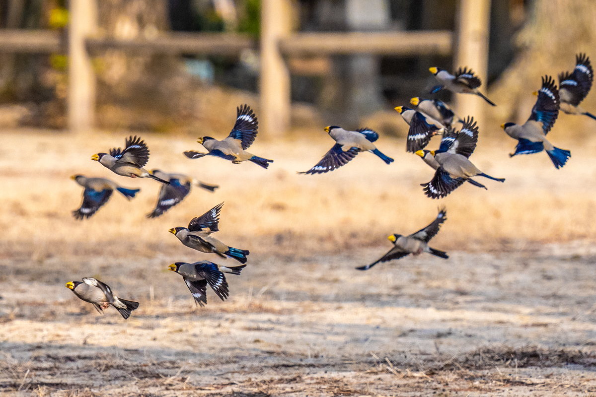 f:id:battorisassa:20210209174259j:plain