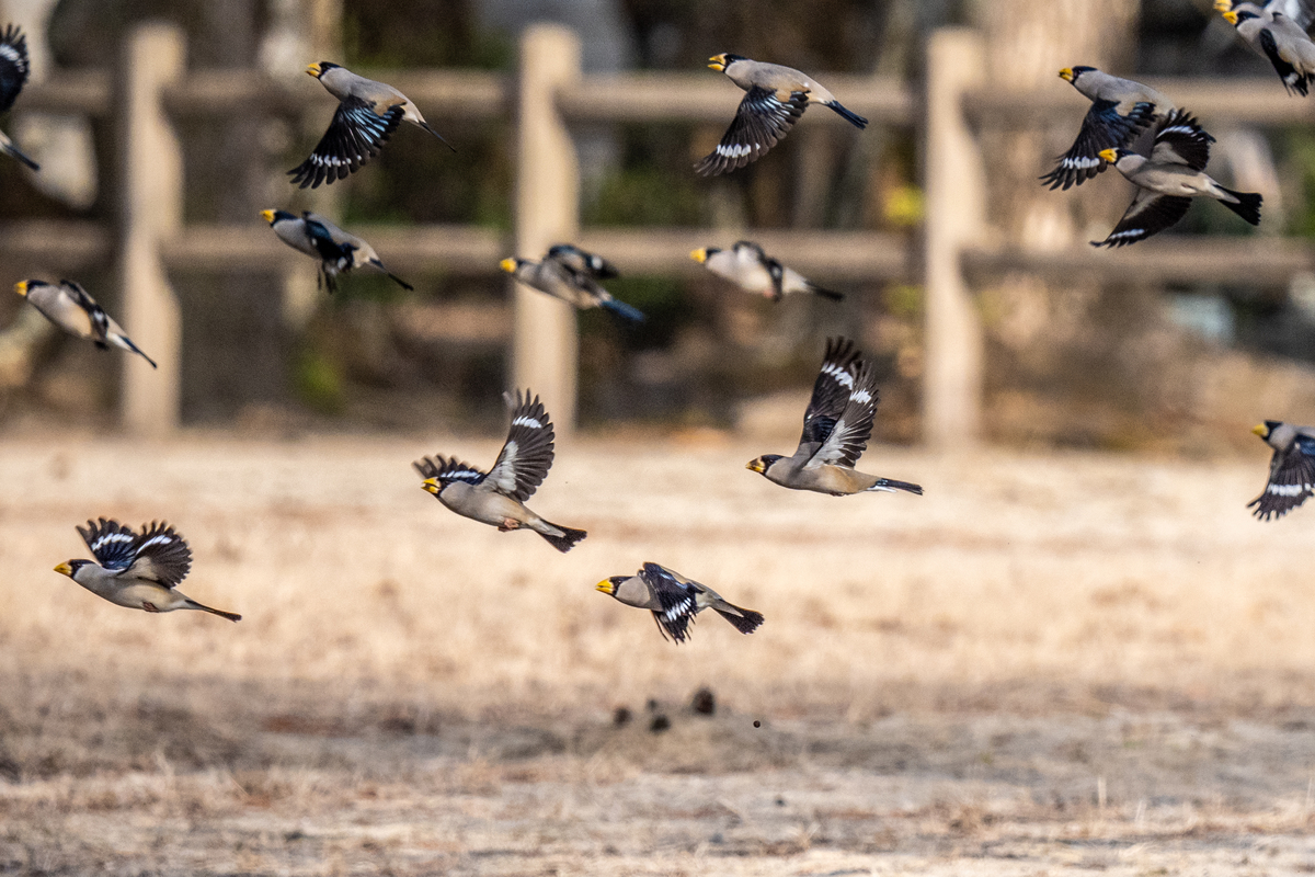 f:id:battorisassa:20210209174316j:plain