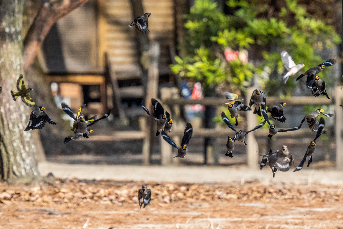 f:id:battorisassa:20210210105938j:plain