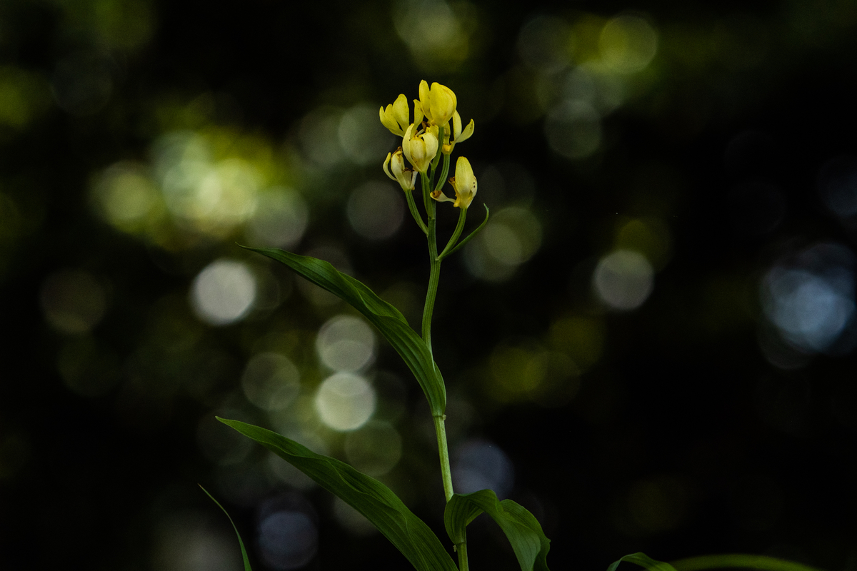 f:id:battorisassa:20210505063449j:plain