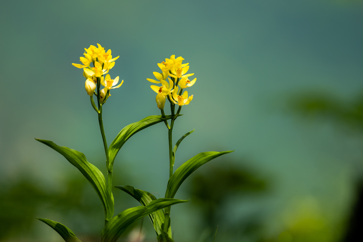 f:id:battorisassa:20210505063503j:plain